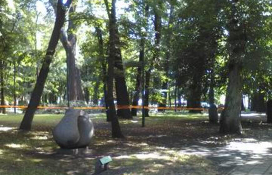 Skulptūrų parke iškirstos sukežusios tuopos