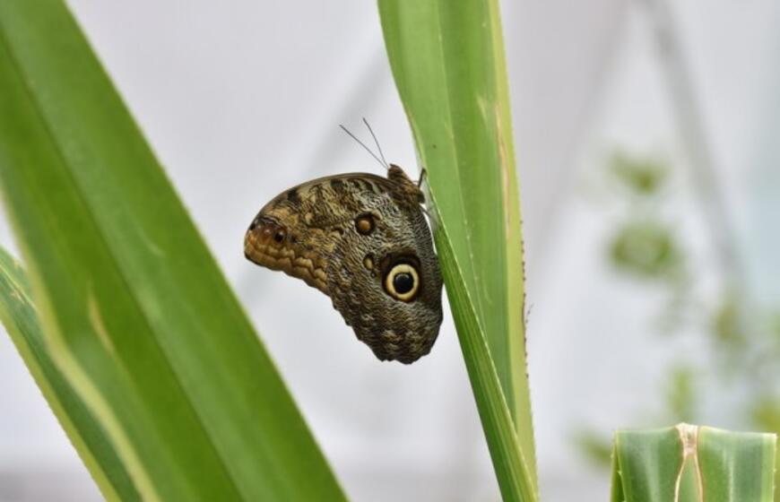 Atogrąžų drugeliams Smiltynėje sukūrė tropikus