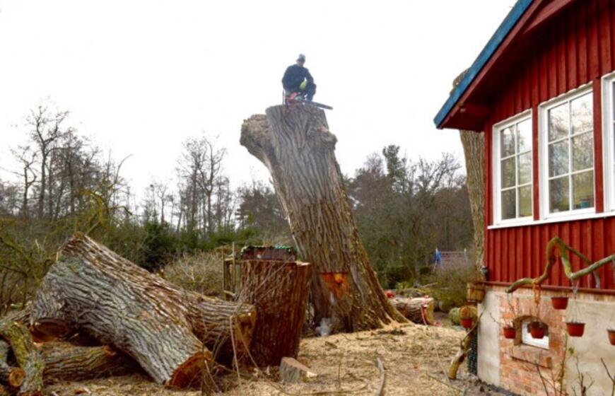 Saulius Kairys: "Nori išsaugoti ir apginti medžius, bet nenori jų prižiūrėti"