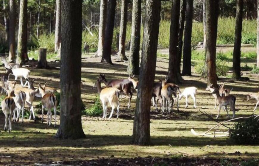 Gabalėlis Afrikos Saksonijoje