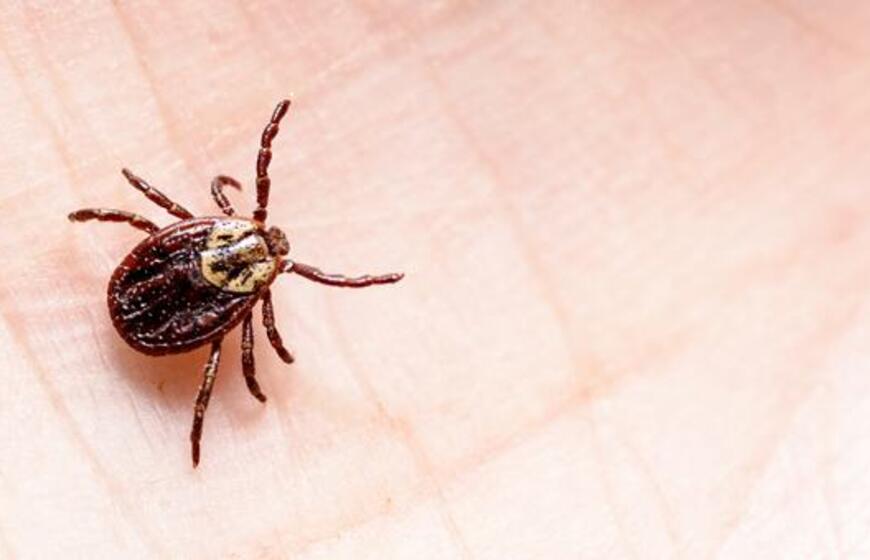 Apgaulinga Laimo liga dažnai „aplanko“ ir šaltuoju sezono metu