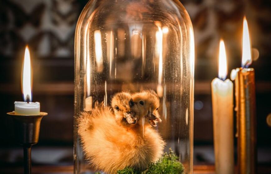 Pakruojo dvare - išskirtinis panoptikumas