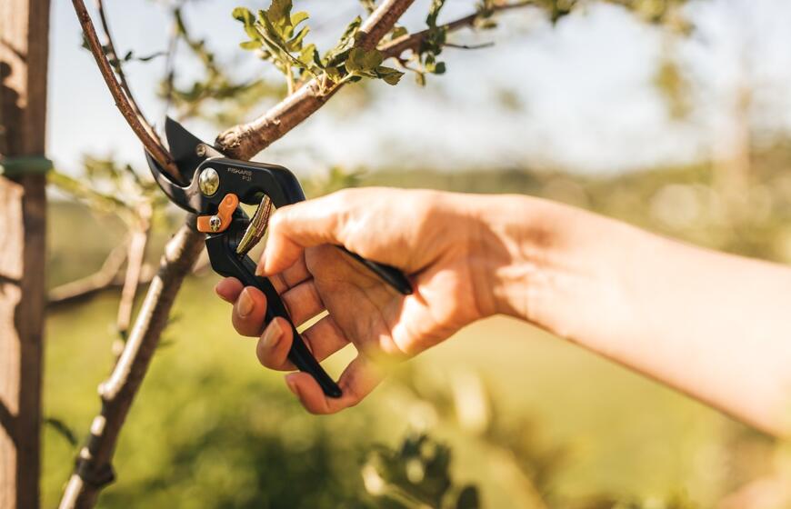 Vaismedžių genėjimas pavasarį