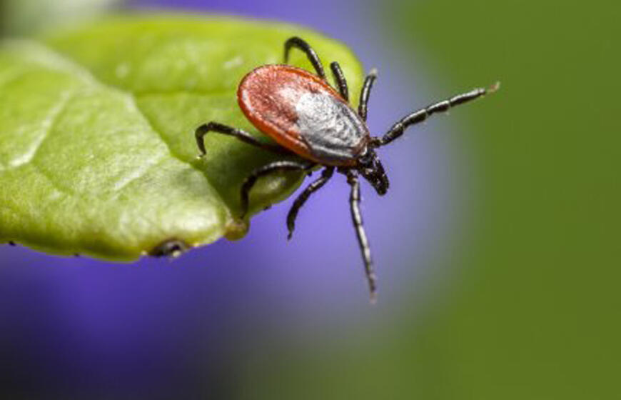 Ar šalta žiema sumažins erkių ir uodų kiekį