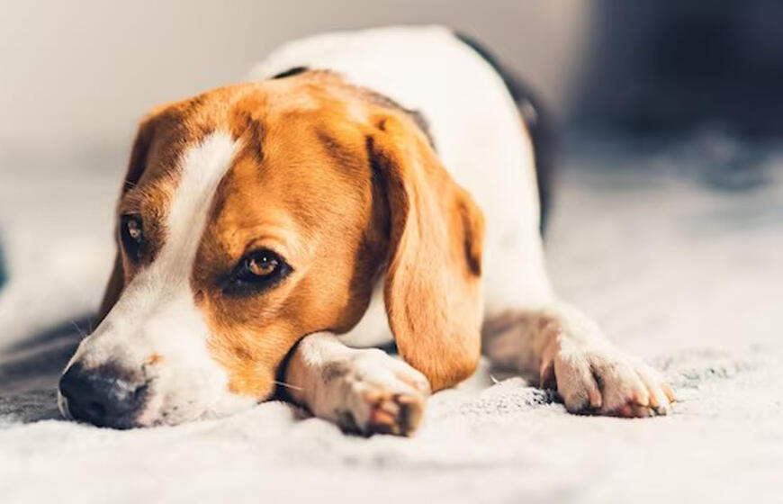 Pavojingas „žmonių“ maistas šunims: produktai, kurie gali sukelti staigią jūsų augintinio mirtį