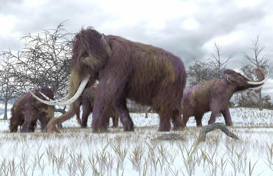 Mokslininkai pagamino pirmąjį pasaulyje kukulį iš mamuto mėsos