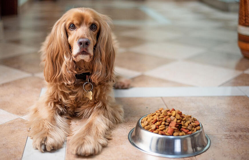 Pavojingas maistas šunims