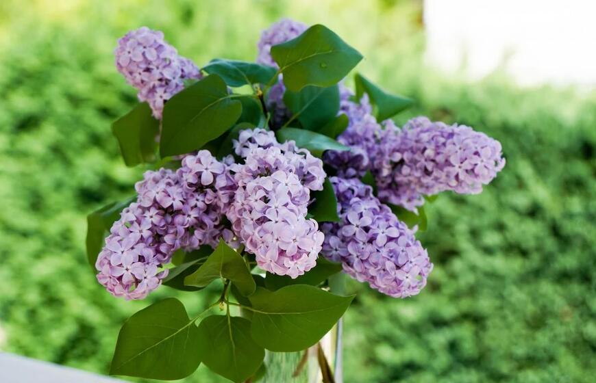 12 augalų, kurių sodininkai pataria negenėti pavasarį