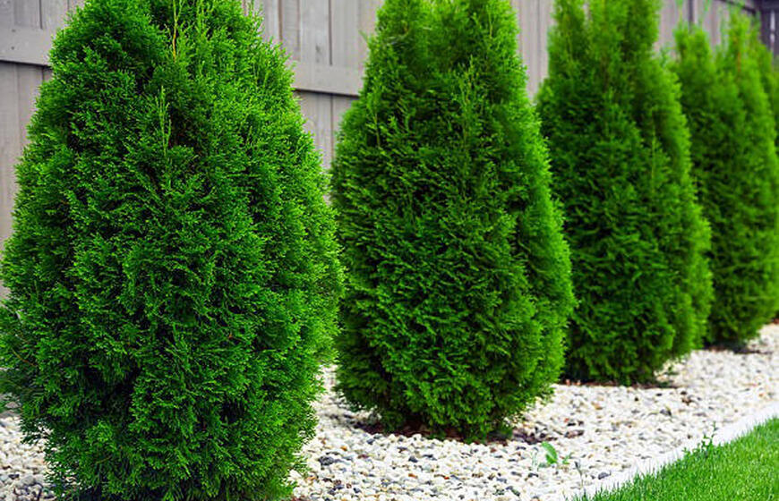 Kodėl nereikėtų sodinti tujų po langais