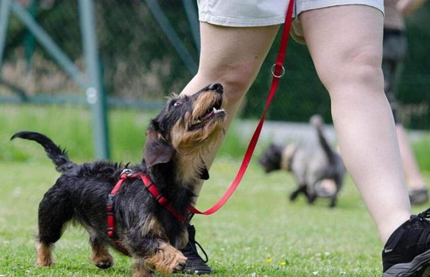 kaip tinkamai atpratinti šunį tempti pavadėlį