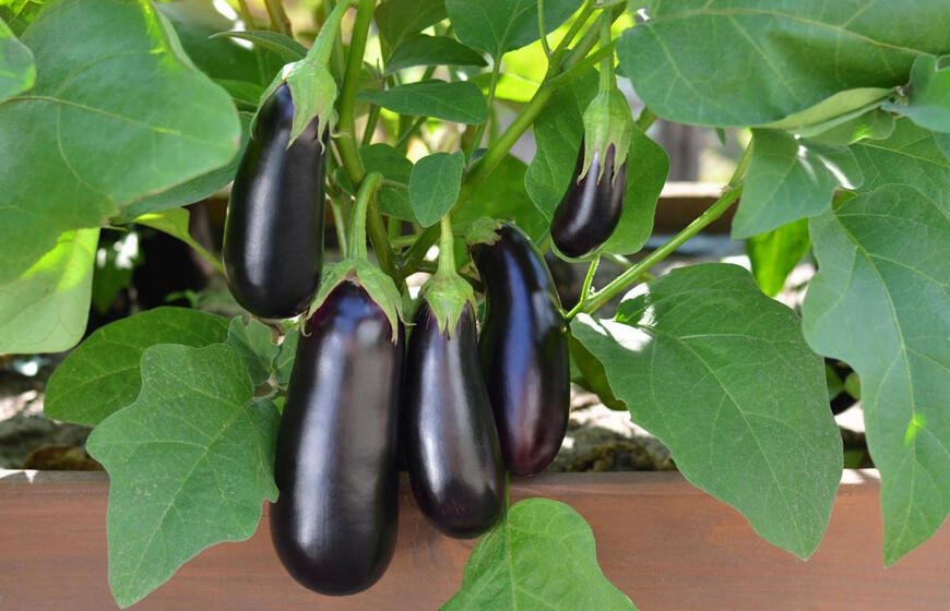 Gydytojai įvardijo naudingiausią daržovę širdžiai ir kraujagyslėms