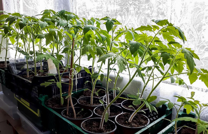 stiebai bus tvirti, o derlius stulbinamas