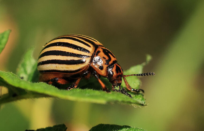 Kolorado vabalai bėgs lyg nuplikyti