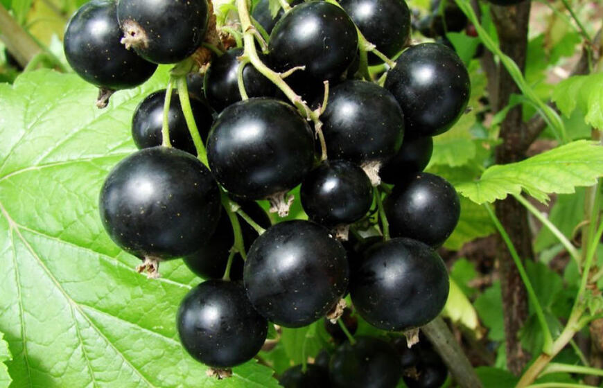 naikinamasis serbentų apdorojimas gausiam derliui