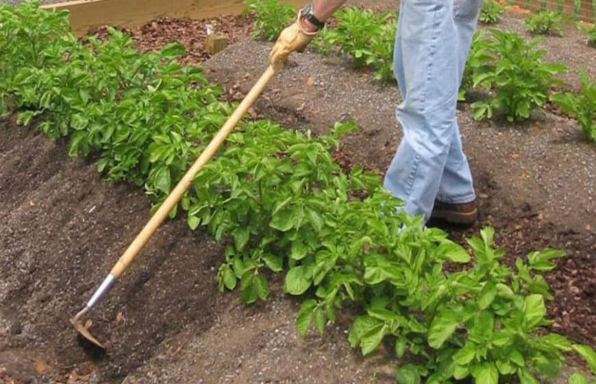 Kada ir kodėl apkaupti bulves: paslaptis, kuri padidins derlių trečdaliu