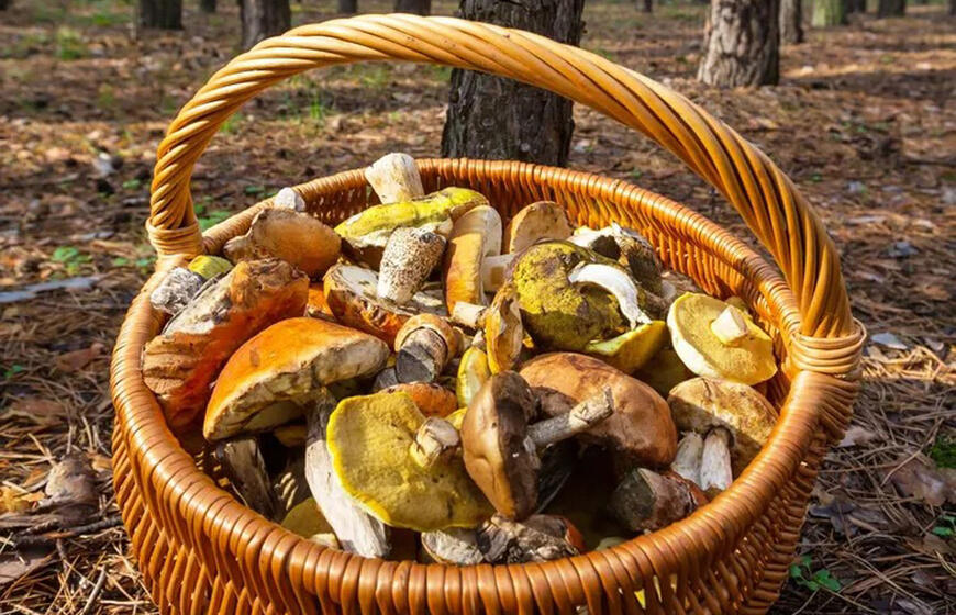 kodėl grybų griežtai negalima plauti po tekančiu vandeniu