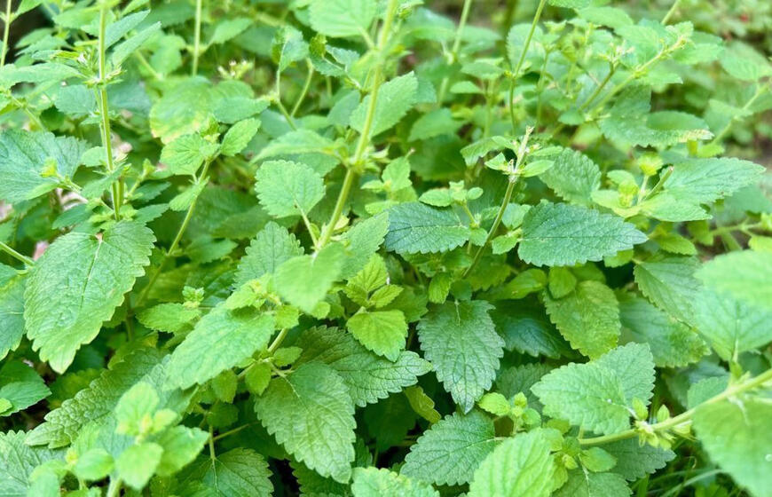 mėtos