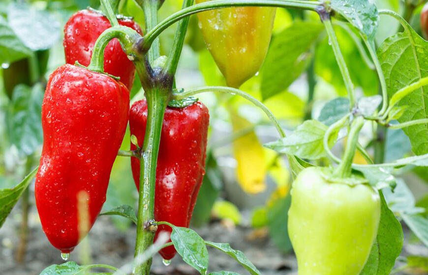 3 šaukštai į 4 litrus vandens – ir pipirai nesirgs, o vaisiai bus dideli, saldūs ir sultingi