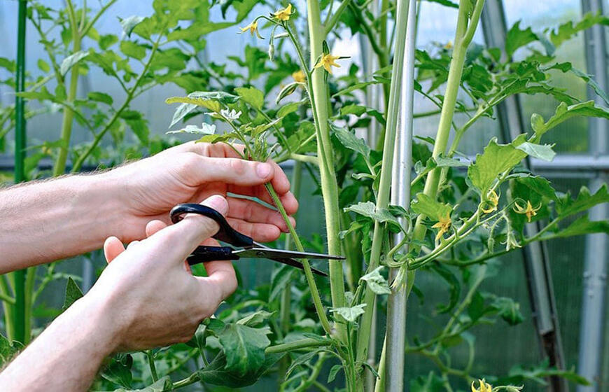 Žemaūgiai pomidorai nudžiugins gausiu derliumi: teisingo genėjimo paslaptis