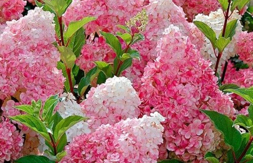 Kaip priversti hortenzijas žydėti anksčiau