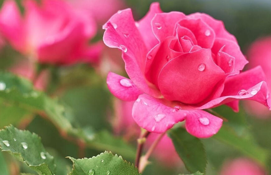 Rožės nesirgs, jei šalia pasodinsite vieną gėlę