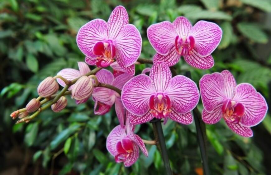 Orchidėjos