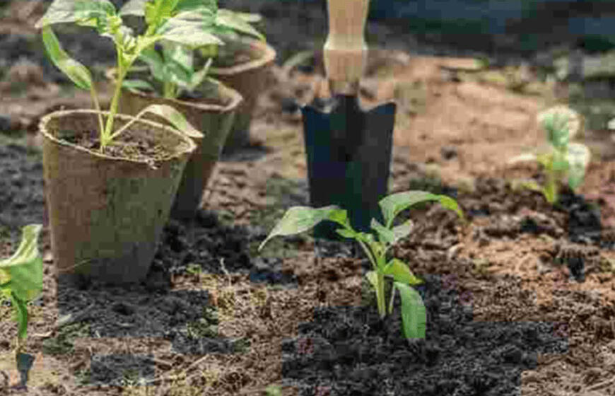 Kodėl negalima sėti sodinukų į daržo žemę: problema, kurią daugelis ignoruoja