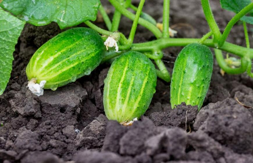 paprastas receptas geriausiam agurkų tręšimui