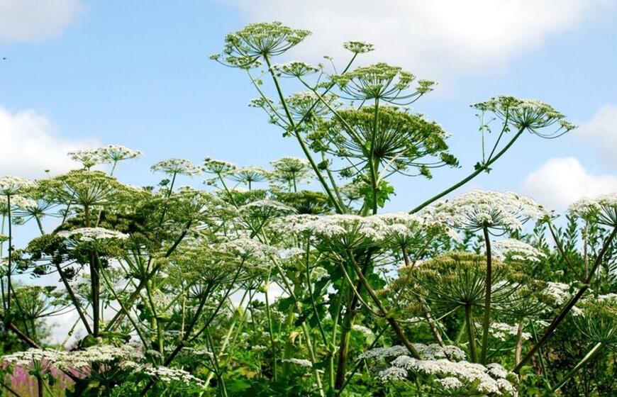 Sosnovskio barščiai