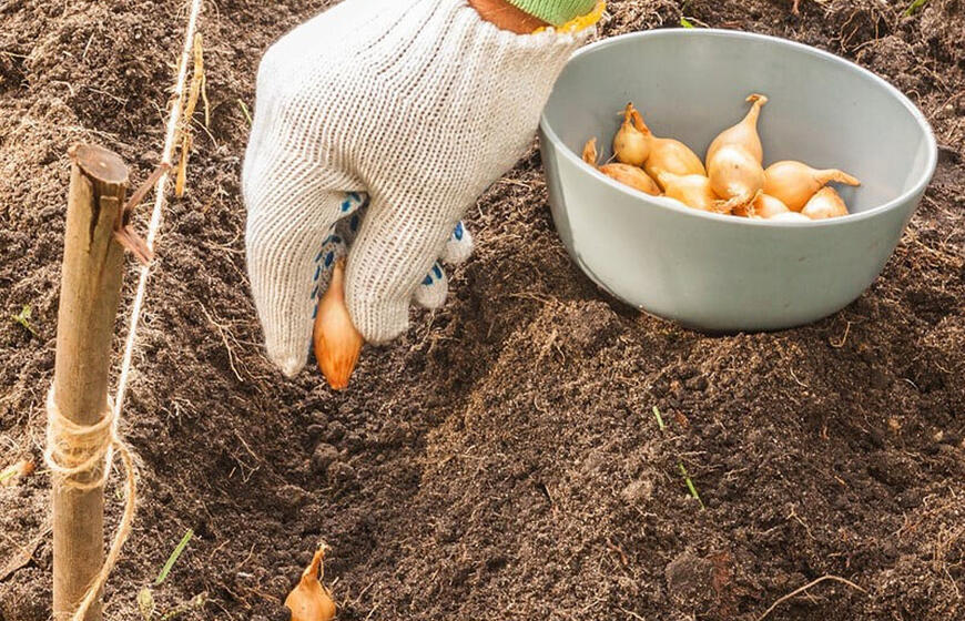 Kaip užauginti puikius svogūnus