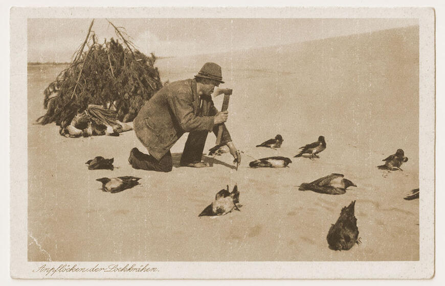 Varnų gaudymo mitai ir faktai