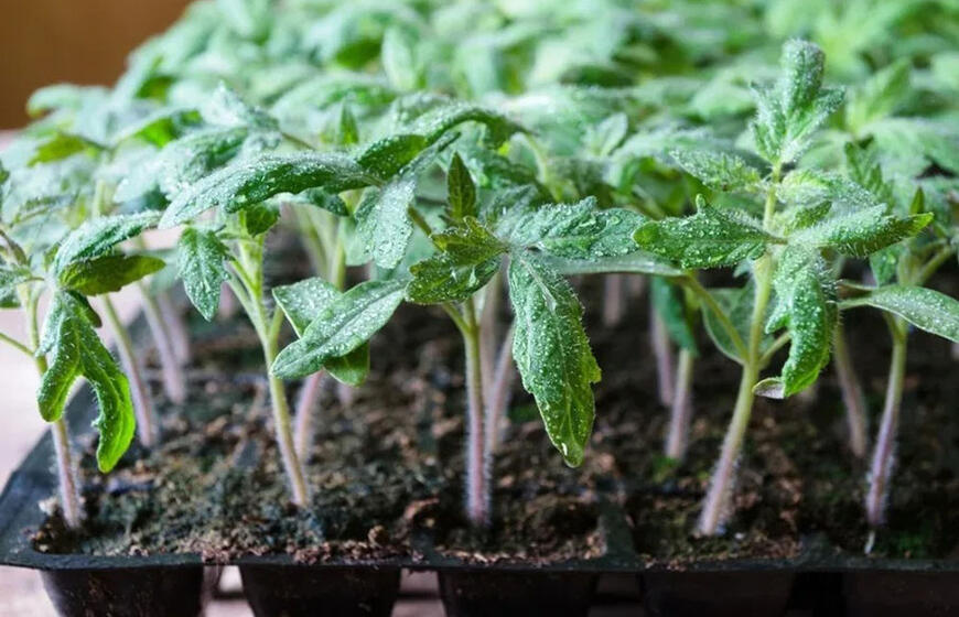 Paskutinė galimybė daigams 2026