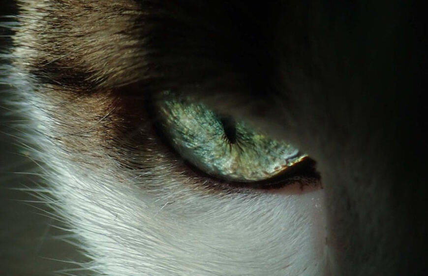 Kaip mato gyvūnai: neįtikėtinos gamtos paslaptys ir spalvos, kurių žmogus nepastebi