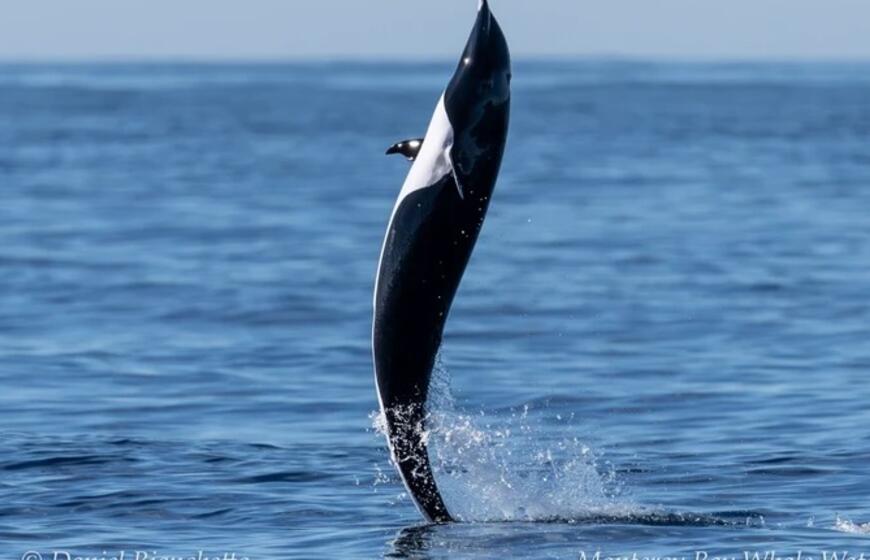 Delfinas naudoja uodegą, kad išlaikytų vertikalią padėtį