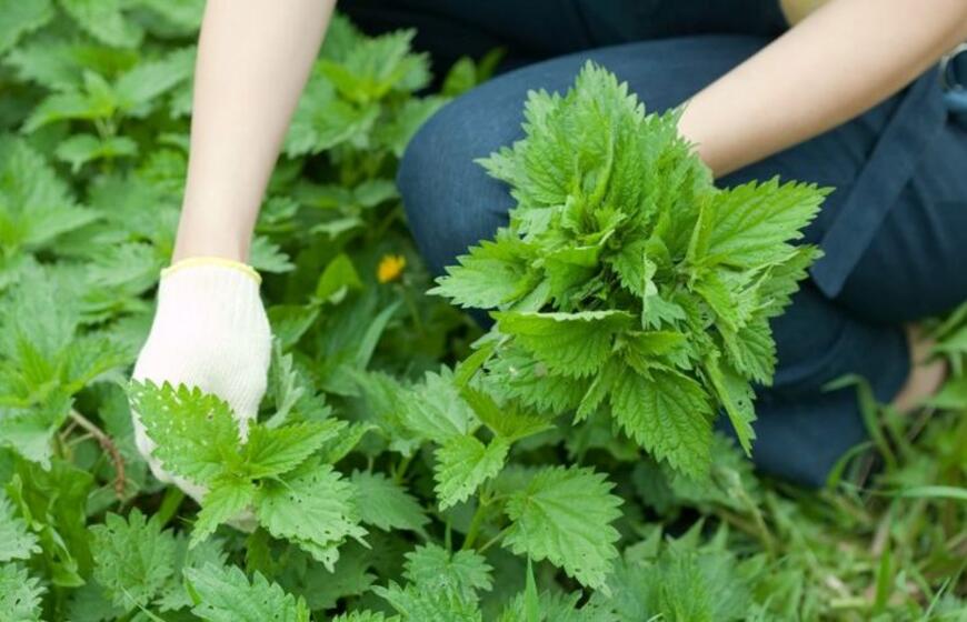 Dilgėlė naudingesnė už mėsą ir pieną