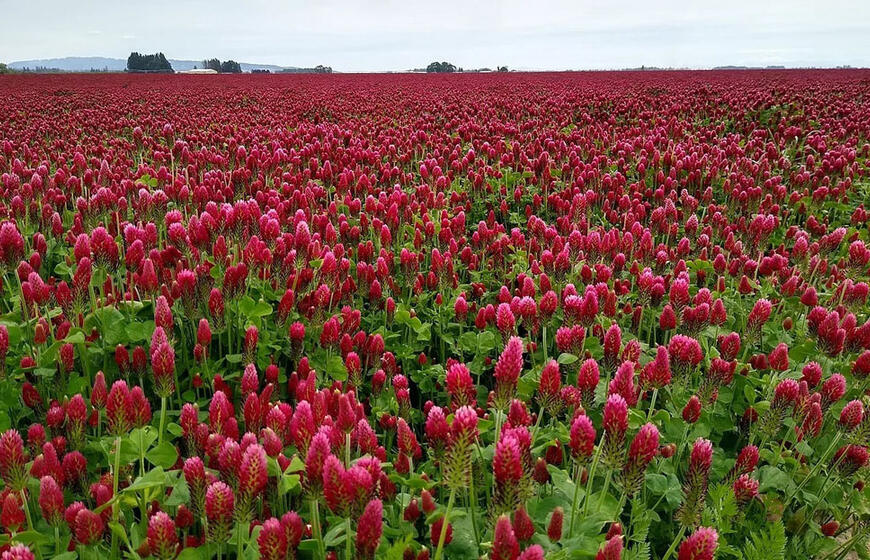12 augalų, kurie kartą ir visiems laikams išvaduos sodą nuo piktžolių