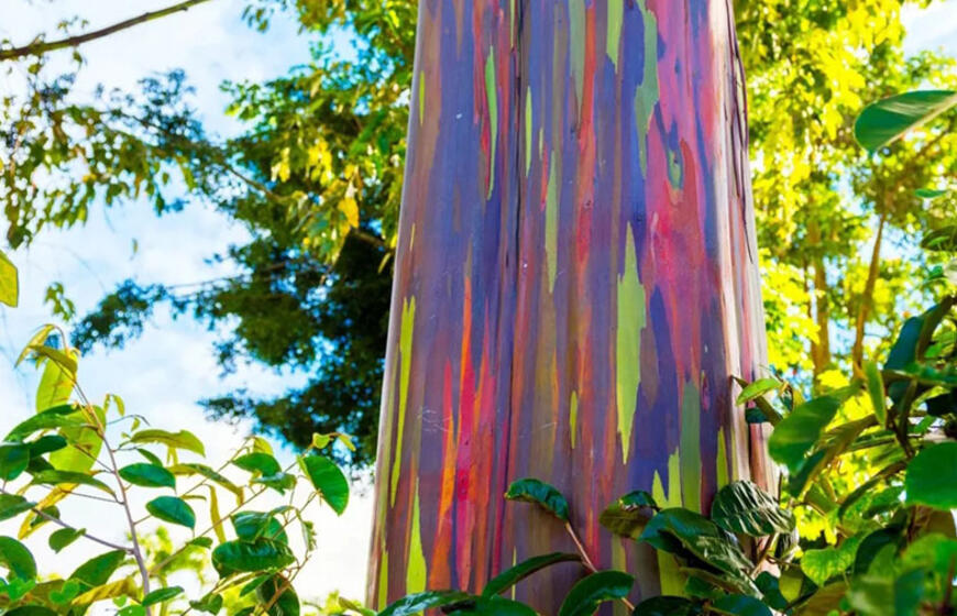 Pasaulyje yra tik vienas medis, panašus į vaivorykštę