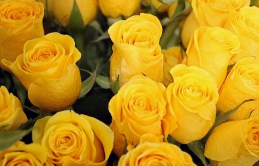 Geltonos rožės