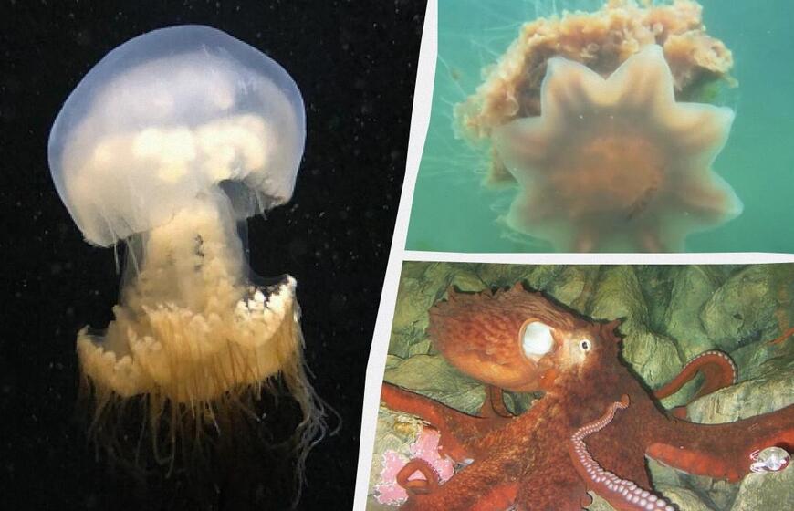 Gelmių milžinai: 5 gyvūnai su ilgiausiais čiuptuvais