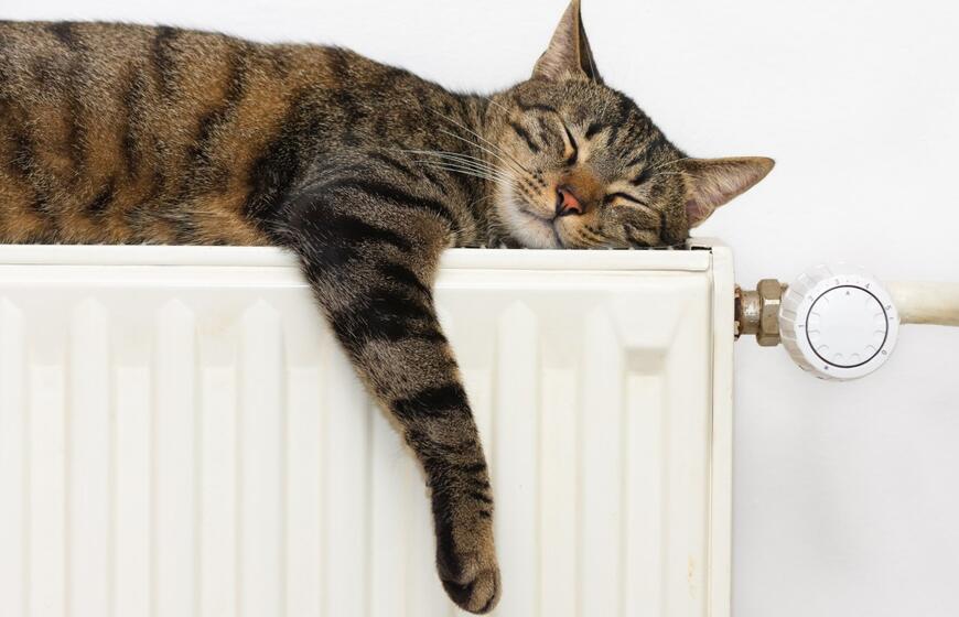 Katinas, radiatorius, šildymas
