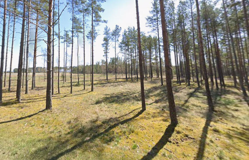 Kuršių nerija, miškai