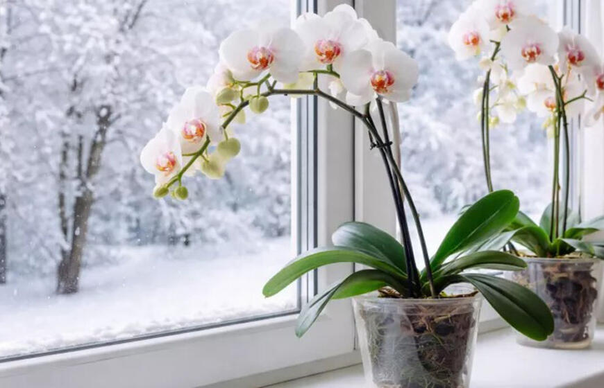 Vasarį orchidėjai būtina: floristų paslaptis, kuri „pažadina“ augalą