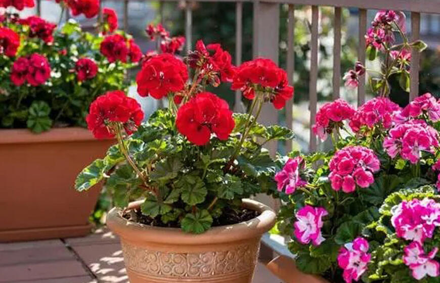 Stebuklingas tirpalas pelargonijoms: vešlūs lapai ir žiedų jūra jūsų namuose