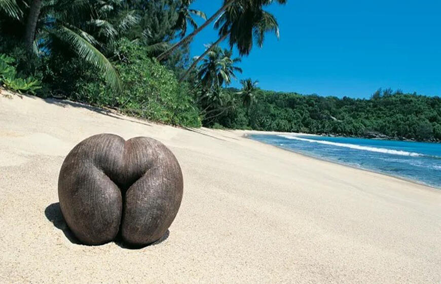 kokia yra didžiausia sėkla planetoje?