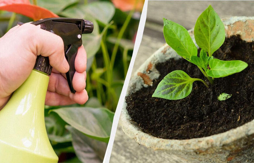 Kam patyrę sodininkai purškia daigus pienu