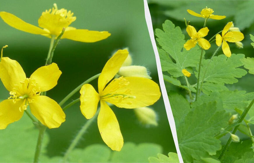 Ugniažolė darže – ne tik piktžolė: kaip atpažinti dirvos problemas ir jas spręsti?