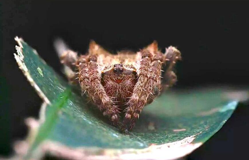 Madagaskaro voras mezga 25 metrų tinklą