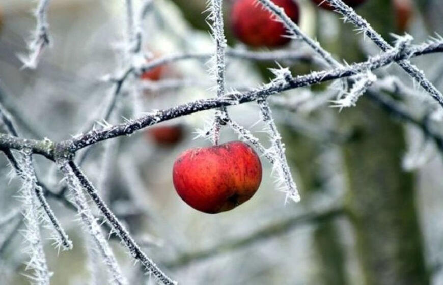 Šaltis kenkia vaismedžiams ir sodams: ką galima padaryti?