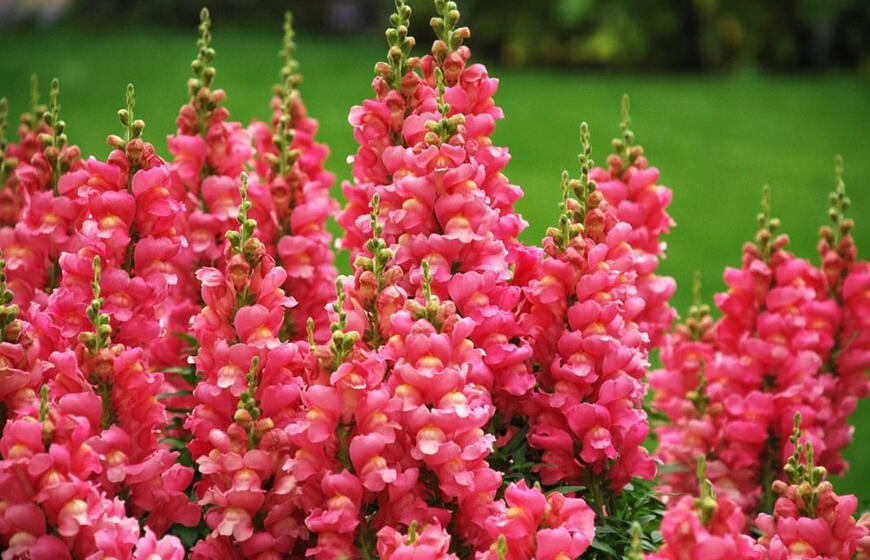 6 augalų rūšys, kurias būtina pasėti vasarį gausiam pavasario derliui