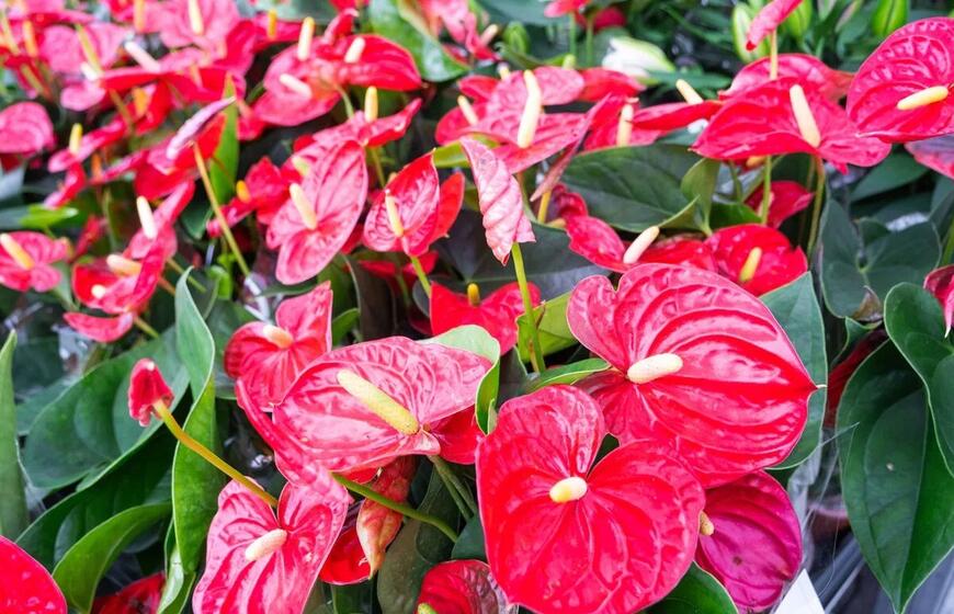 įdėkite tai į vandenį – ir raudonos „burės“ kils viena po kitos be sustojimo